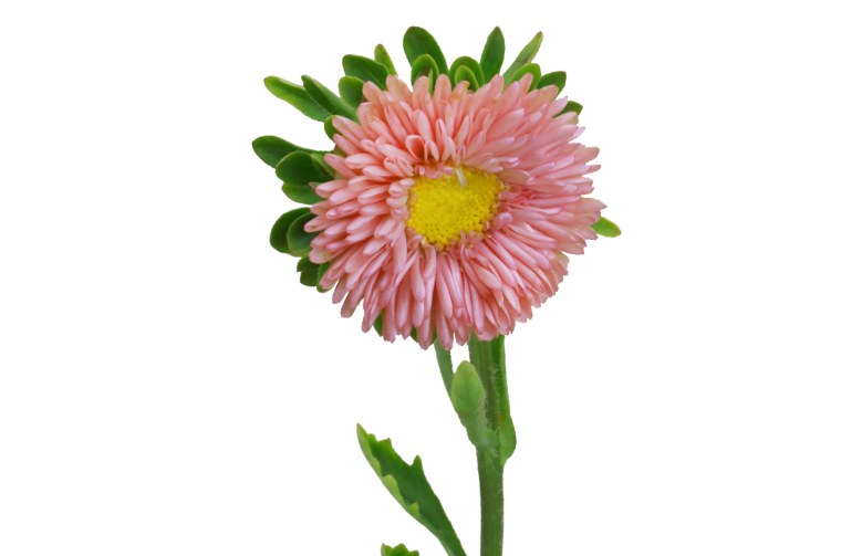 Астра однолетняя