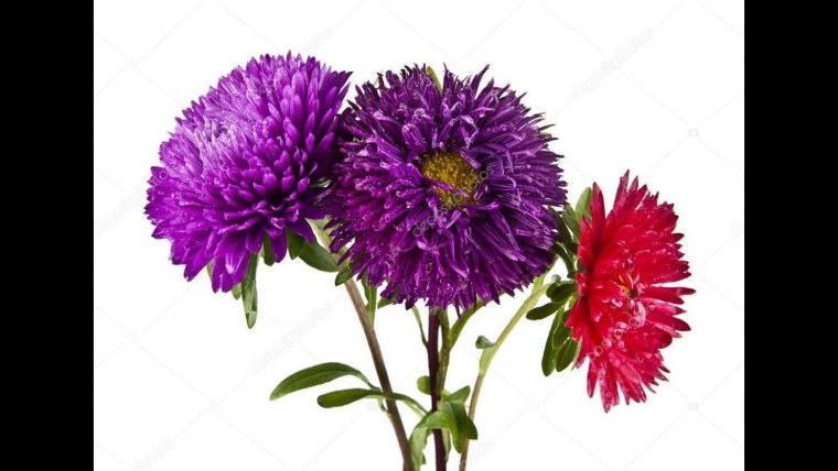 Астра на белом фоне