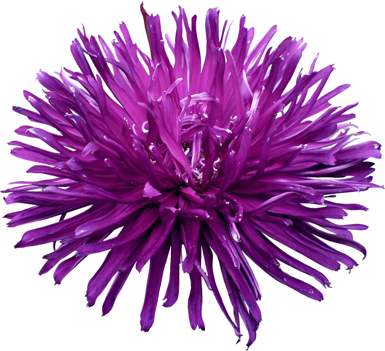 Корал Хризантема фиолетовый