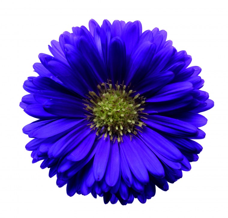 Цветок Астра.