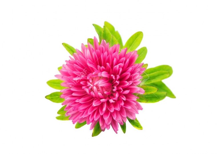 Астра голову