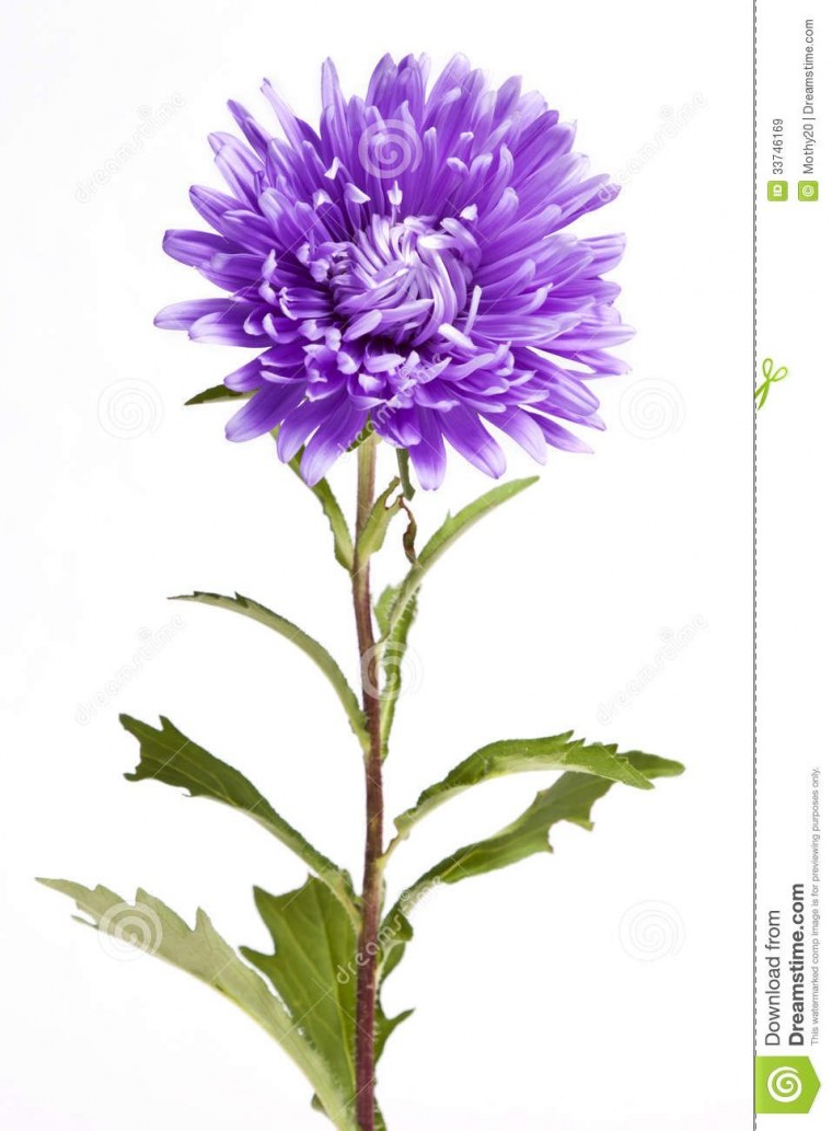 Астра со стеблем и листьями