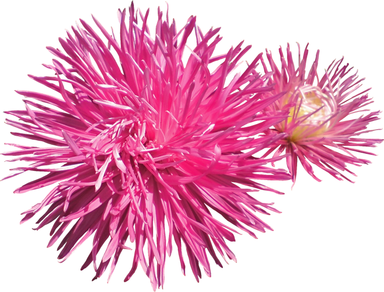 Астра на белом фоне