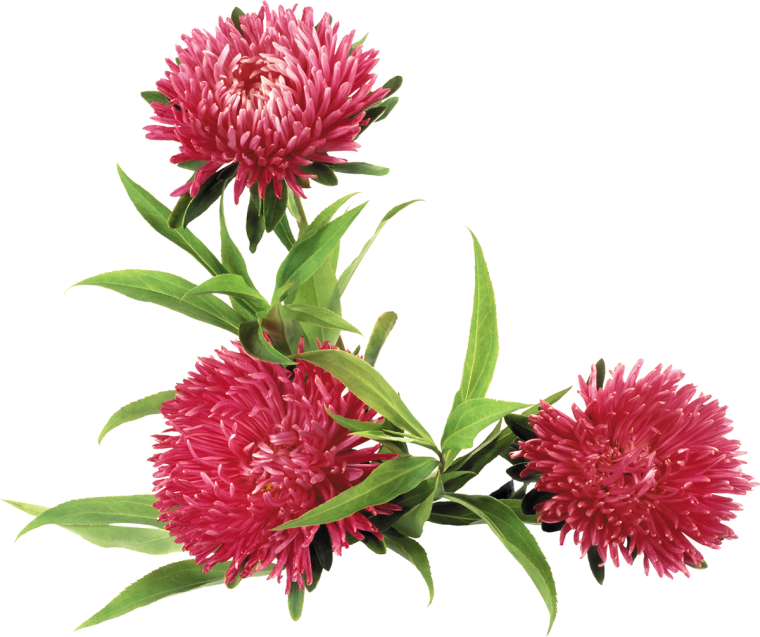 Аста на белом фоне