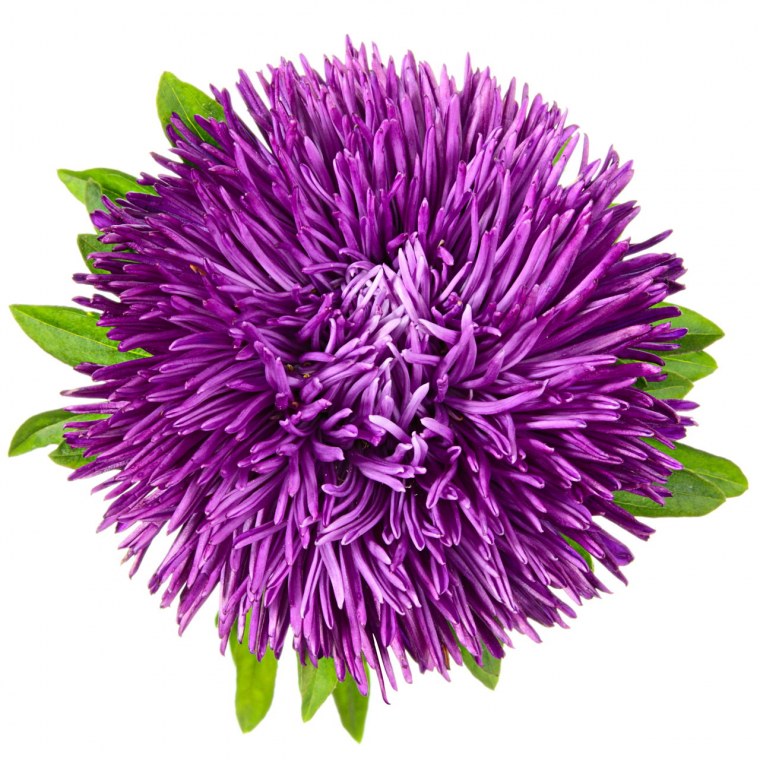 Астра «спрайт»