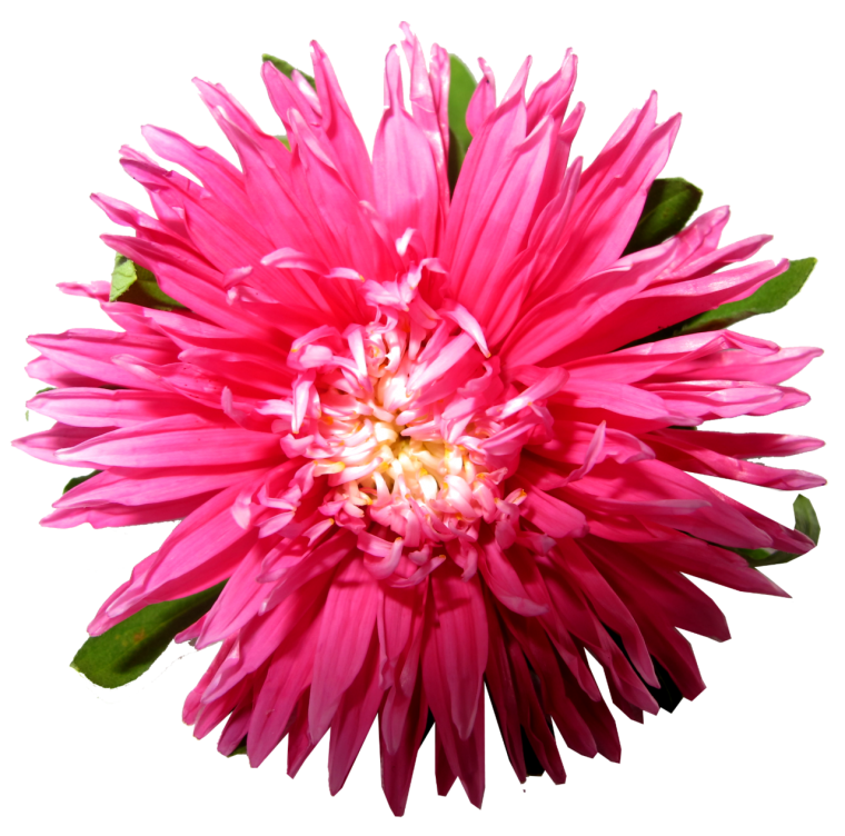 Астра на белом фоне