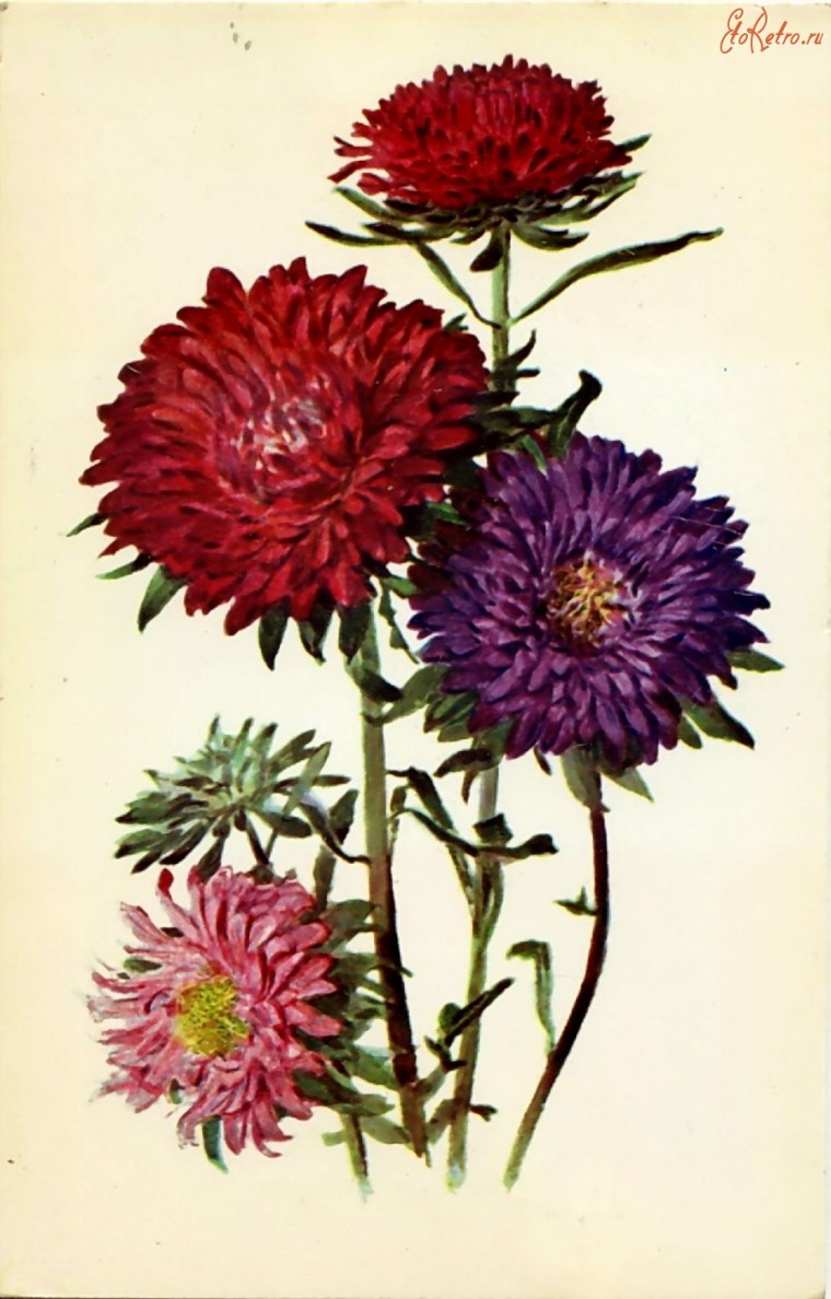 Астра однолетняя