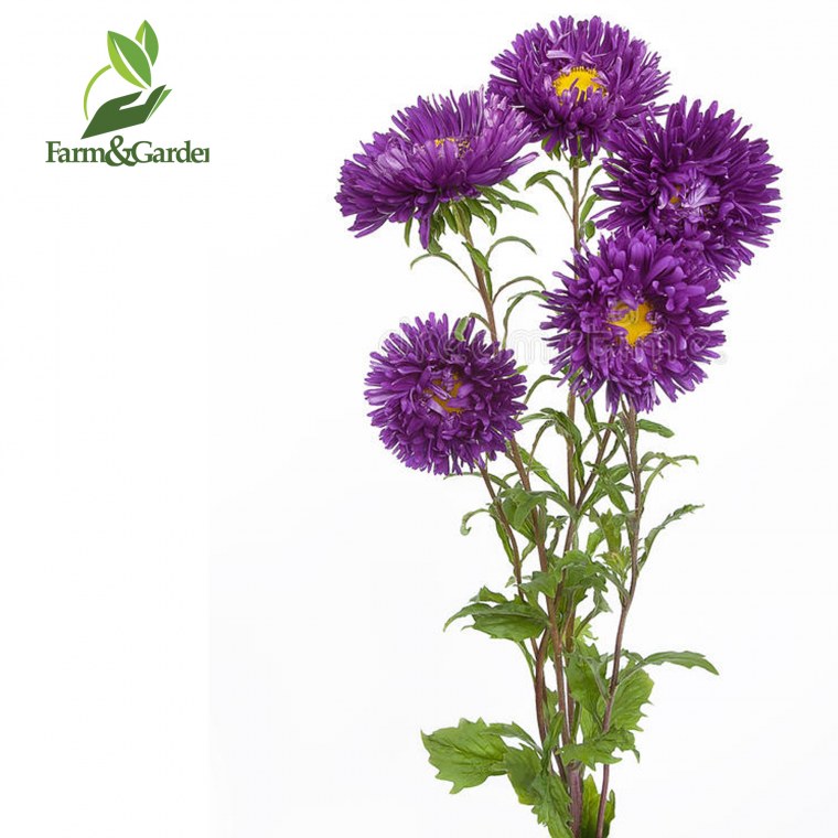 Сиреневые астры