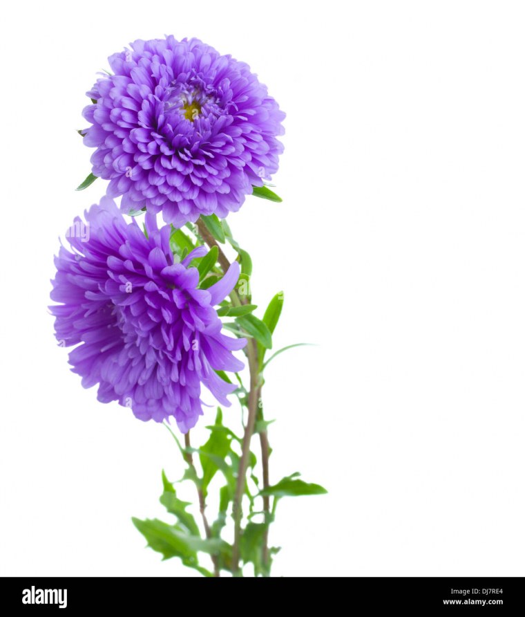 Астра мелкая на белом фоне