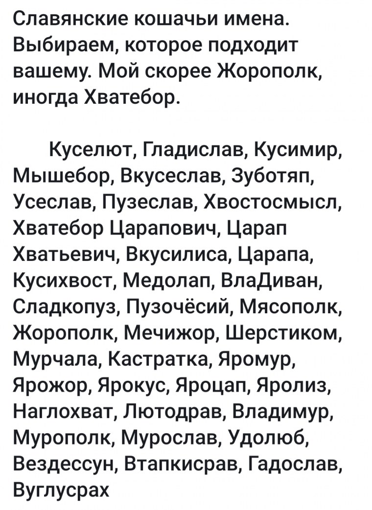 Позы кошки что означают