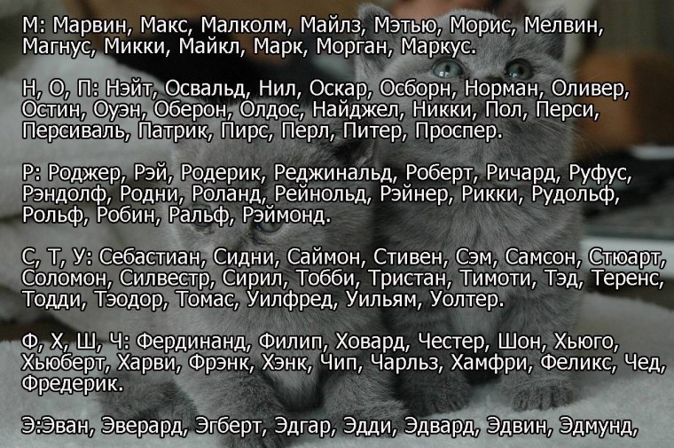 Смешные имена для кошек