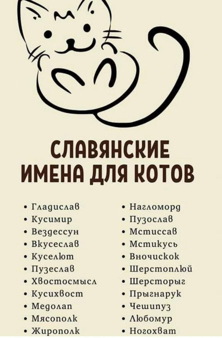 Модное имя для кота