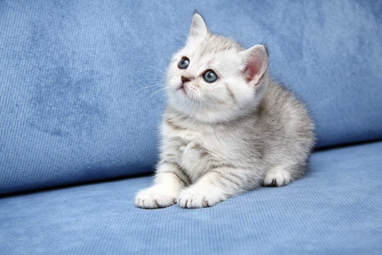 Как назвать черного кота