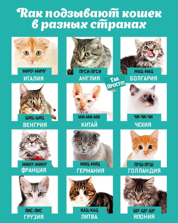 Славянские имена для кошек