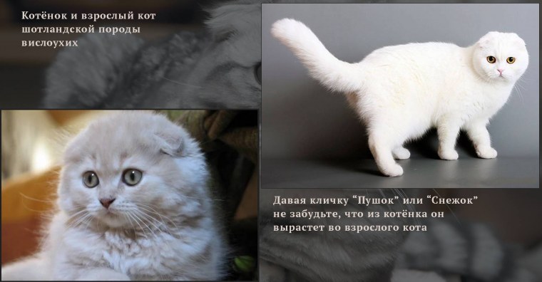 Славянские имена