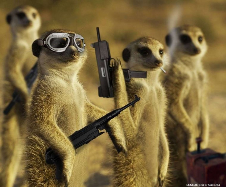 Сурикат в военной форме