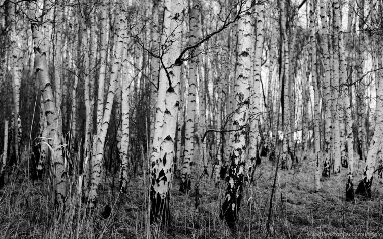 Березовая роща во время войны