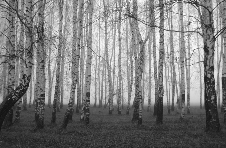 Чёрно белый лес