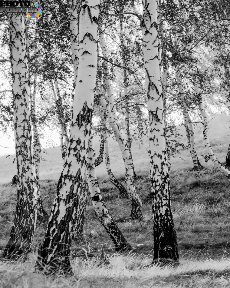Берёза чёрно белая