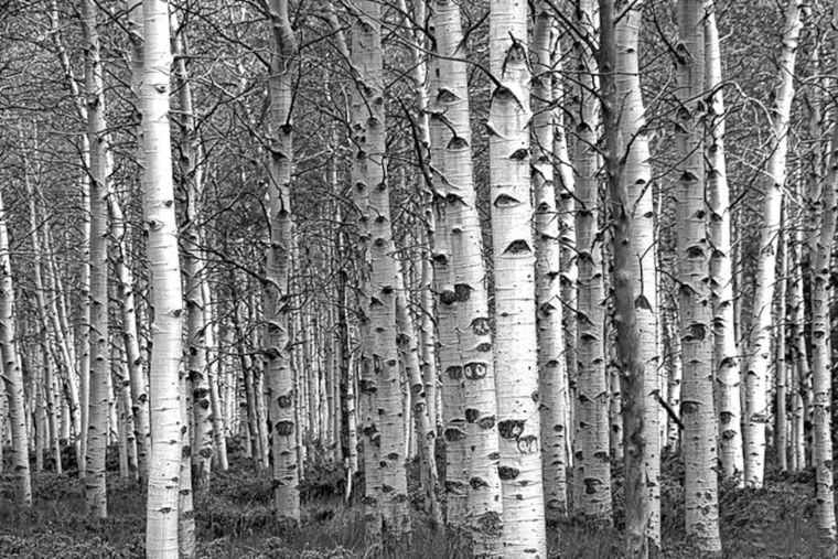 Березовый лес