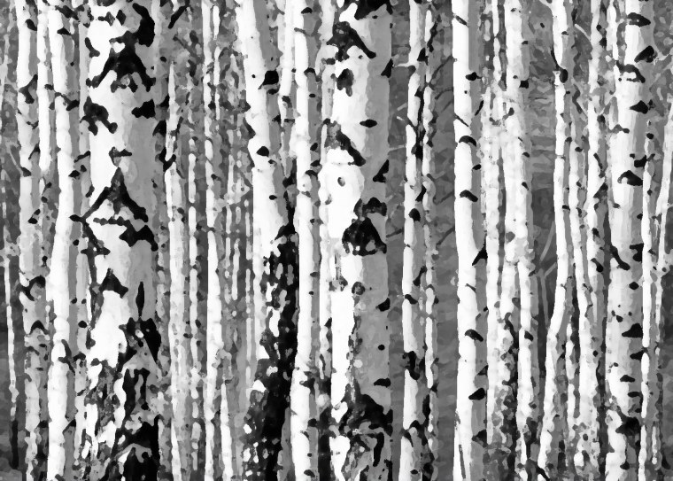 Береза паттерн