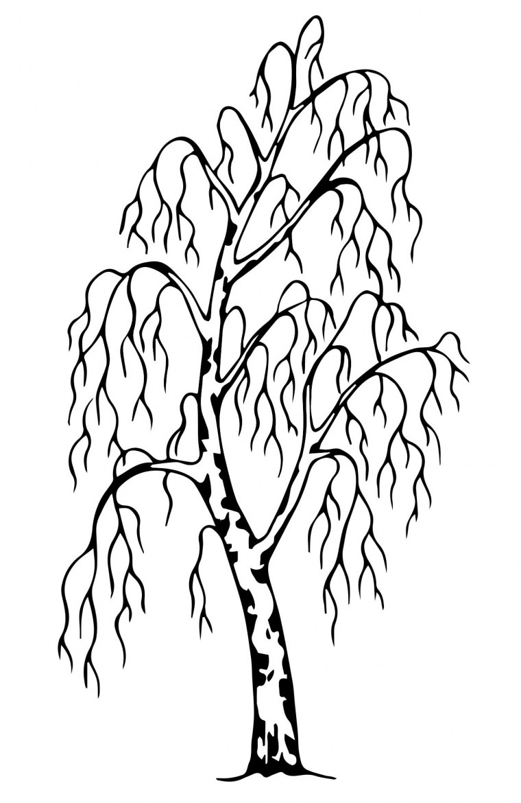 Береза рисунок