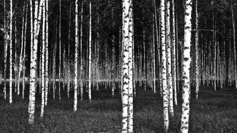 Березовый лес для гравировки