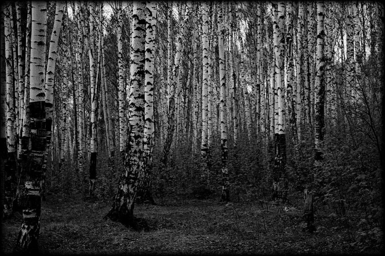 Березовая роща для гравировки