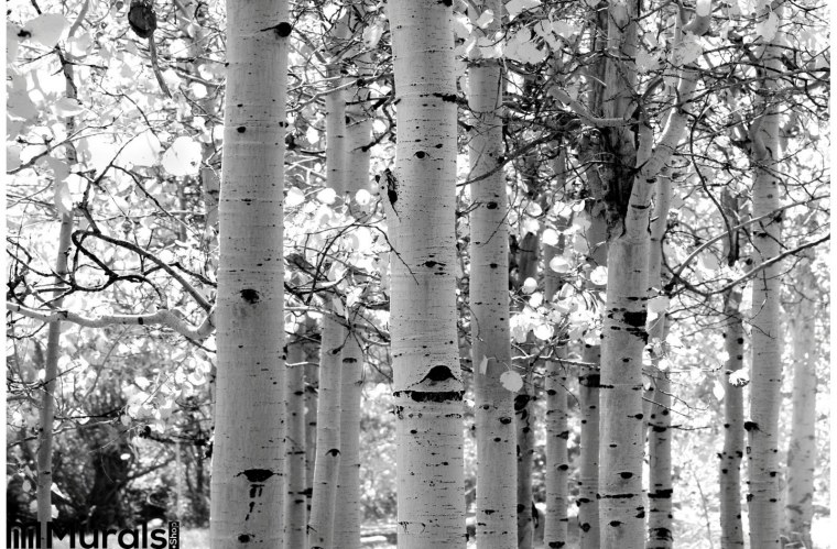 Берёза чёрно белая