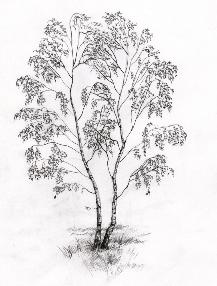 Рябина дерево контур