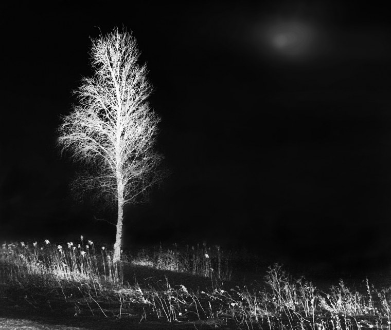Зимняя береза черно белый
