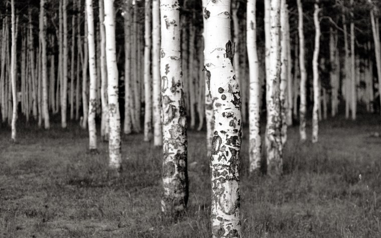 Березовый лес