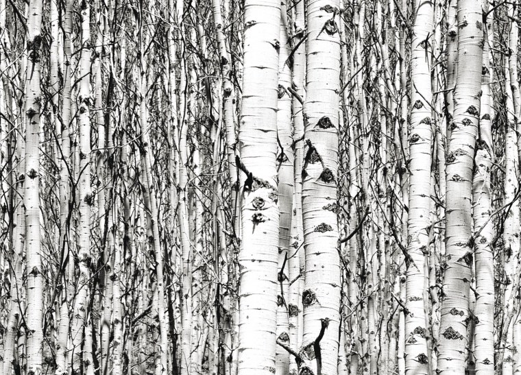 Ствол березы