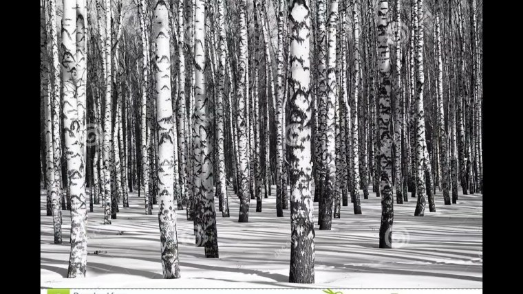 Березовый лес