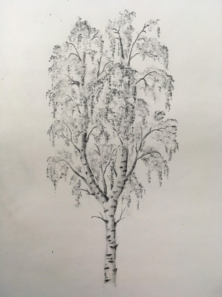 Береза набросок