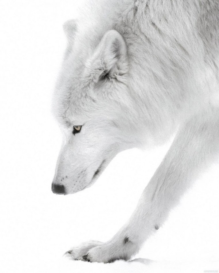 Белый волк