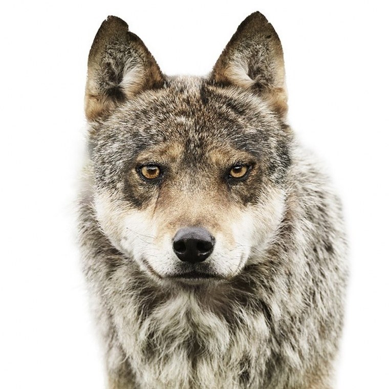 Морда волка на белом фоне