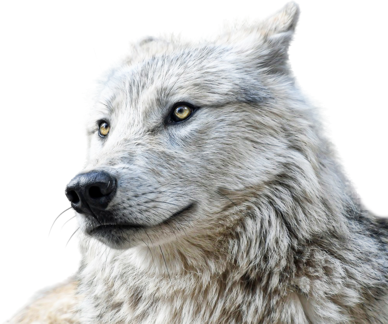 Морда волка на белом фоне
