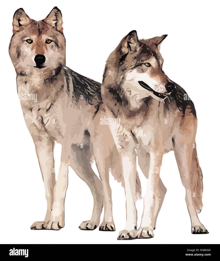 Волк на прозрачном фоне