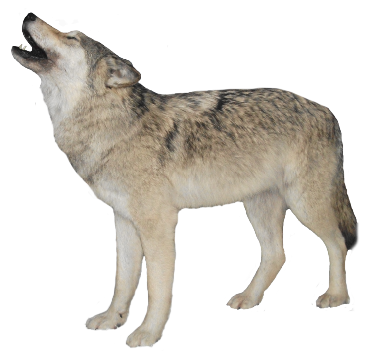 Дикие животные без фона