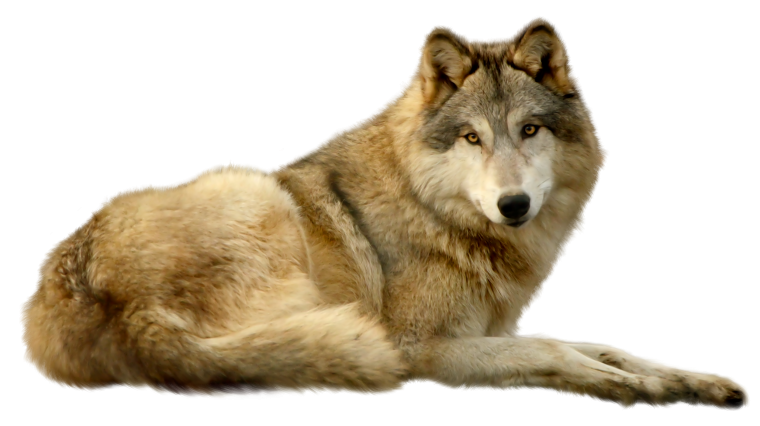 Вопки на прозрачном фоне