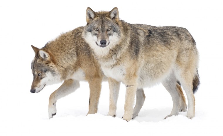 Стая Волков на белом фоне