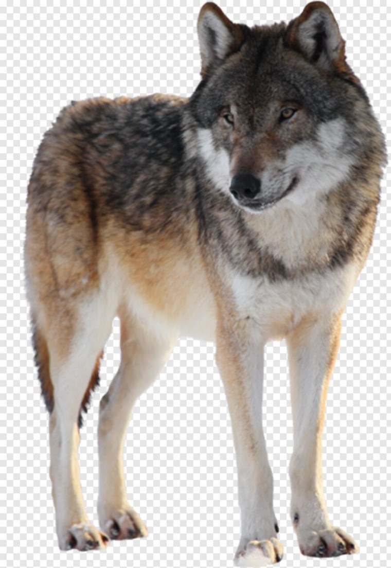 Волк на прозрачном фоне