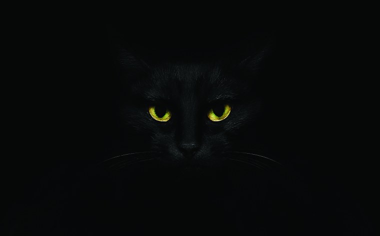 Черная кошка на зеленой траве