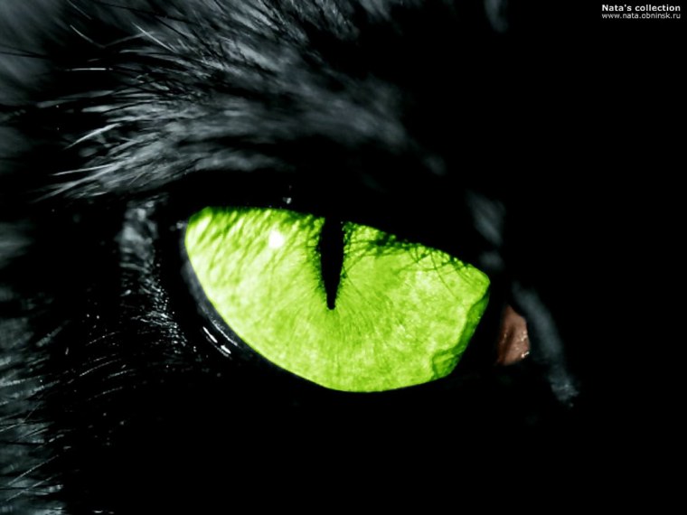 Кот на фоне Луны