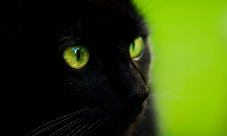 Загадочный кот