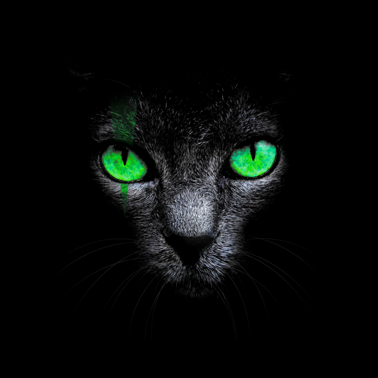 Кошка в темноте