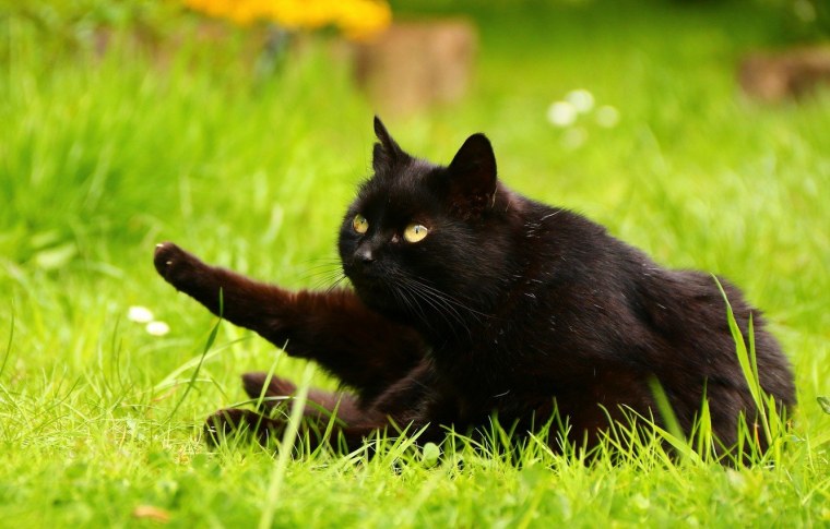 Чёрный кот с зелёными глазами в траве