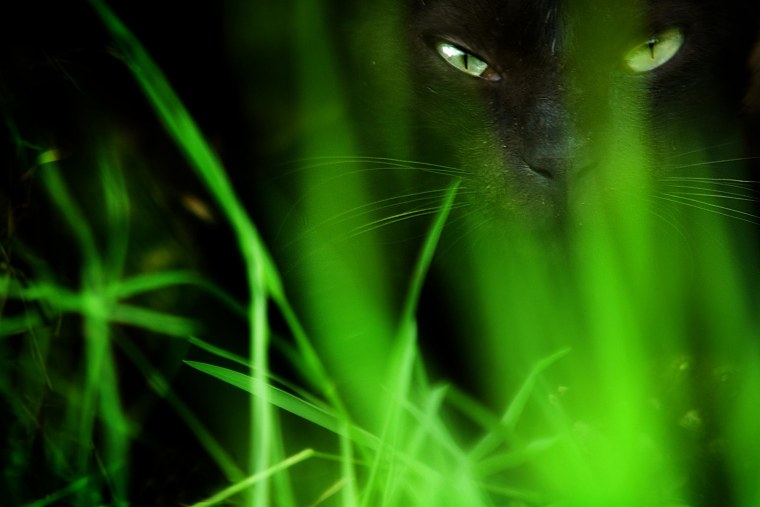 Черная кошка с зелеными глазами