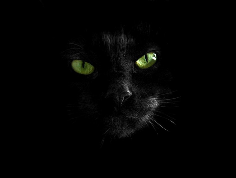 Кошка с темными глазами